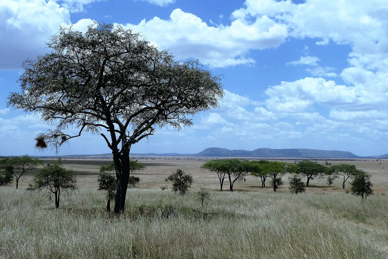 Top 5 Interesting Facts About The Savanna