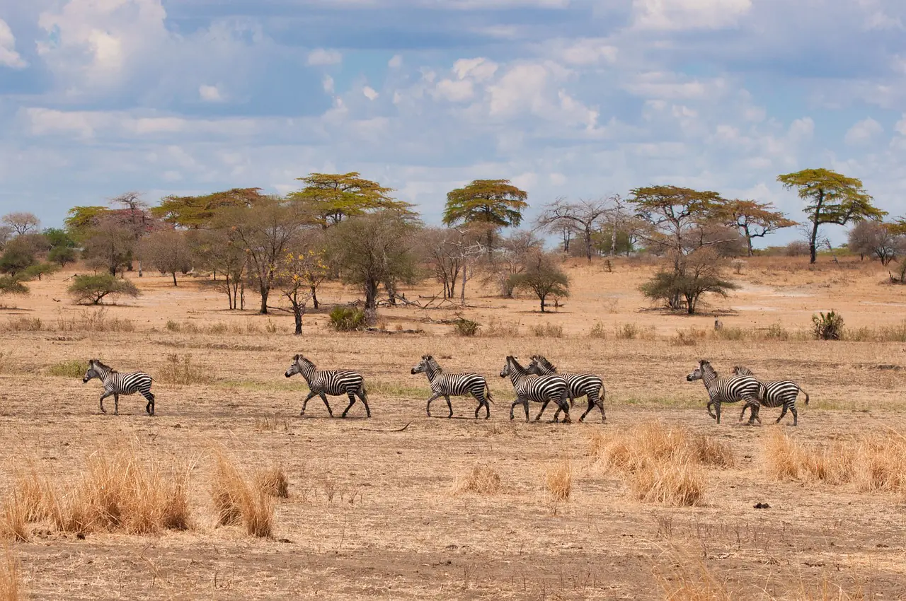 Top 5 Interesting Facts About The Savanna